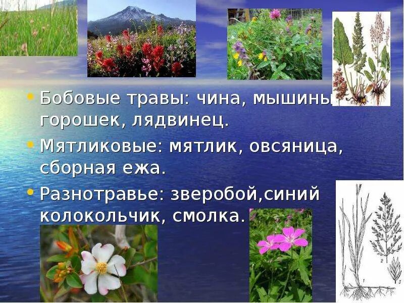 Растительное сообщество состоящее из разнотравья формируется. Бобовые травы. бобовые растения луга. презентация на тему цветы луговые. природное сообщество луга.