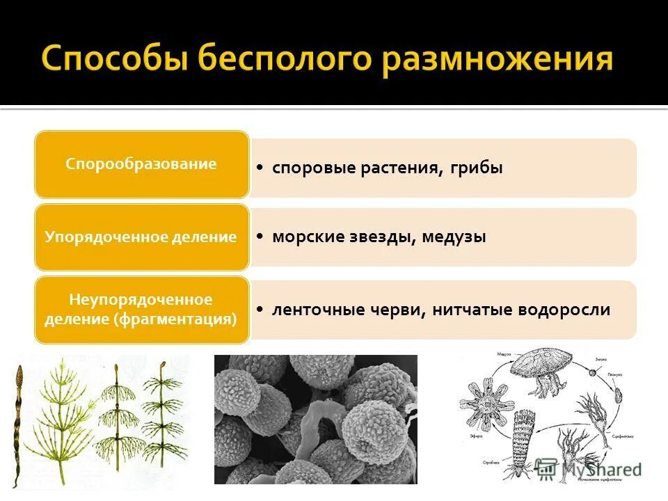 Определить тип размножения. Способы бесполого размножения. Процесс бесполого размножения. Способы размножения организмов. Бесполое размножение примеры организмов.