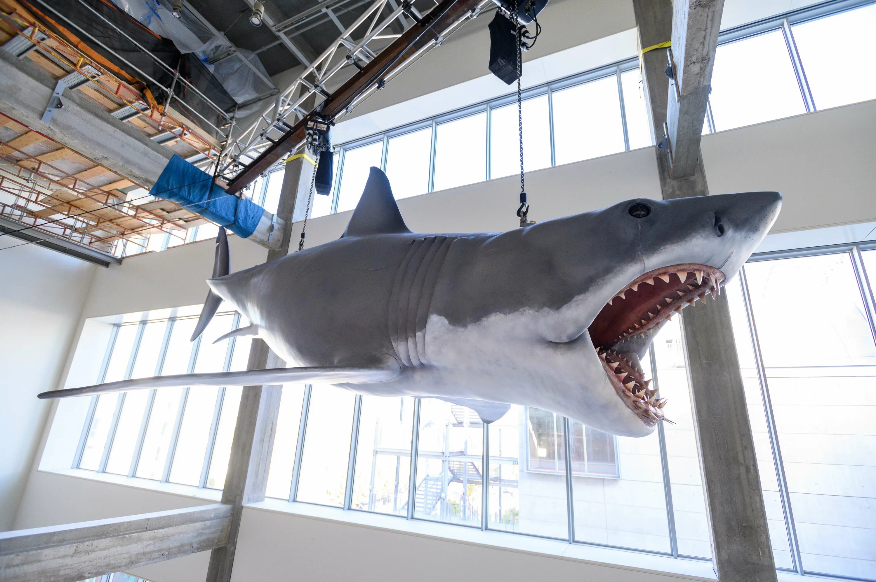 Jaws