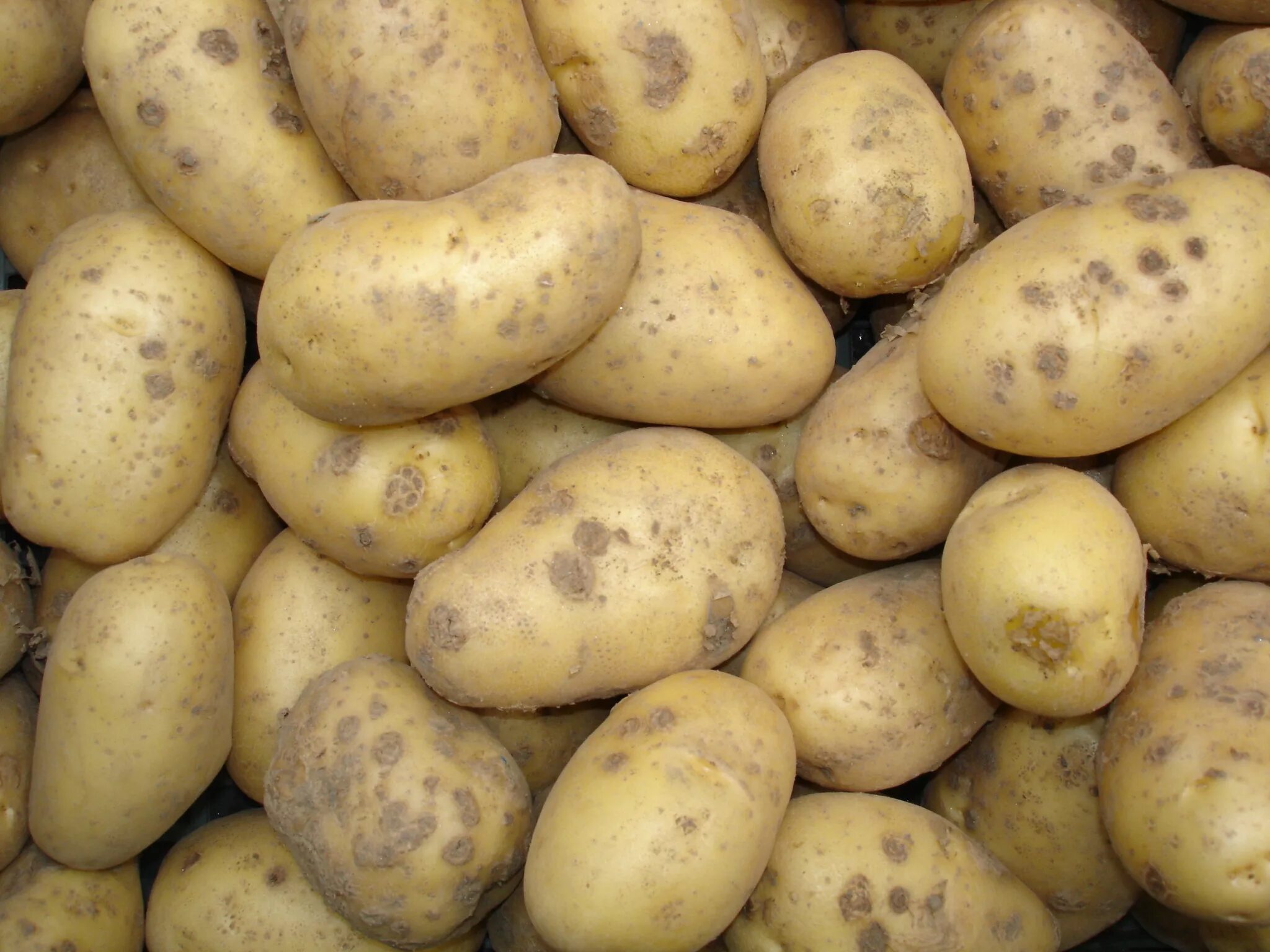 10 килограмм картошки. 6 Кг картошки. 10 Кг картошки. Pomme de Terre Dauphines and tournedos roussini.