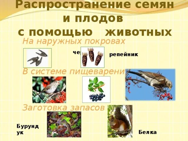 Плоды распространяемые птицами. Плоды каких растений распространяются животными и человеком. Распространение плодов и семян животными. Распространение растений животными. Способы распространения семян животными.
