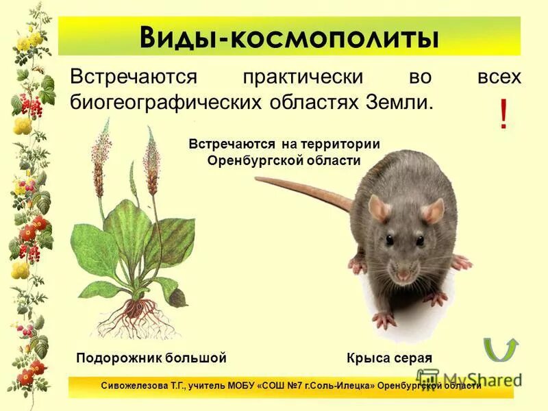 Виды космополиты. Животные космополиты. Космополиты примеры. Космополиты это в биологии. Космополитизм что это простыми словами.