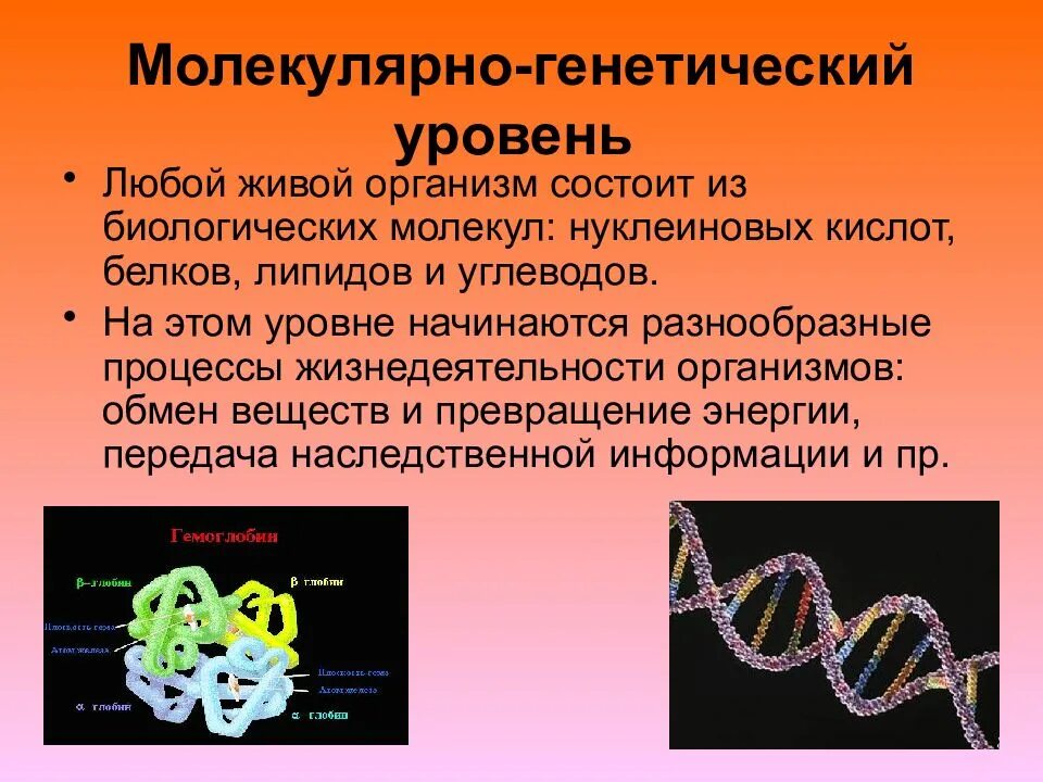 Передача наследственной информации начинается на уровне. Молекулярно-генетический уровень. характеристика молекулярно генетического уровня. процессы на молекулярно генетическом уровне.