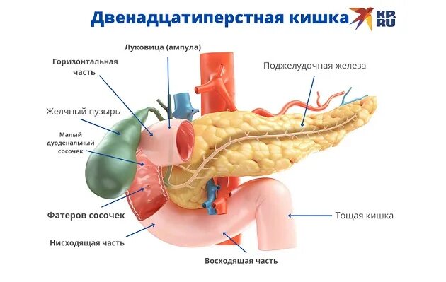12 Перстная кишка анатомия человека. Строение 12 перстной кишки анатомия. Луковица 12 перстной кишки анатомия. Строение 12-ти перстной кишки анатомия.