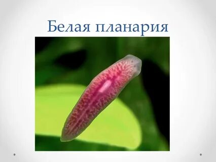 Белая планария это активный хищник
