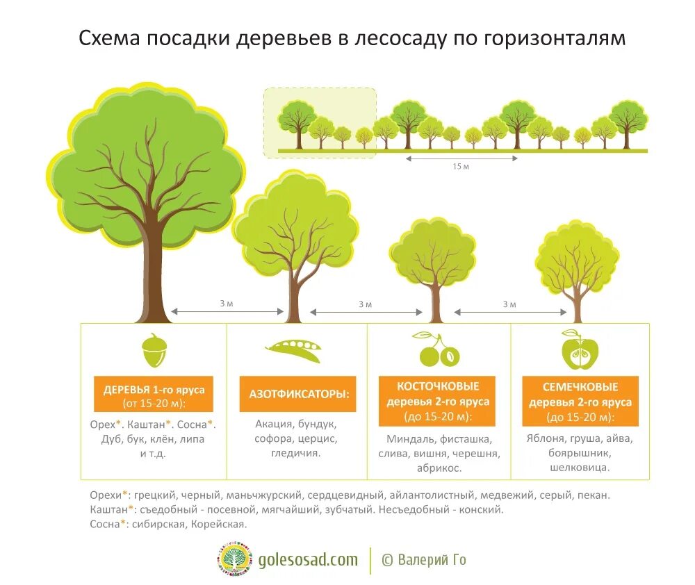 Где можно сажать деревья. Схема посадки лесосада. Дерево инфографика. Инфографика в виде дерева. Дерево схема.