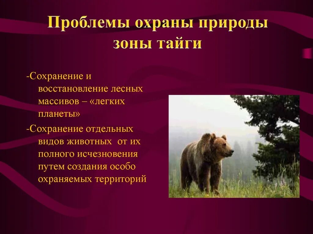 Основная причина экологических проблем в тайге. Экологические проблемы и охрана природы тайги. Экологические проблемы Тай. Проблемы охраны природы тайги. Проблемы охраны природной зоны.