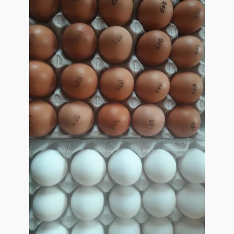 Маркировка инкубационного яйца Редбро. Редбро яйцо. Hub1007011 маркировка инкубационного яйца. Яйцо венгерское. Инкубационное яйцо купить в самаре