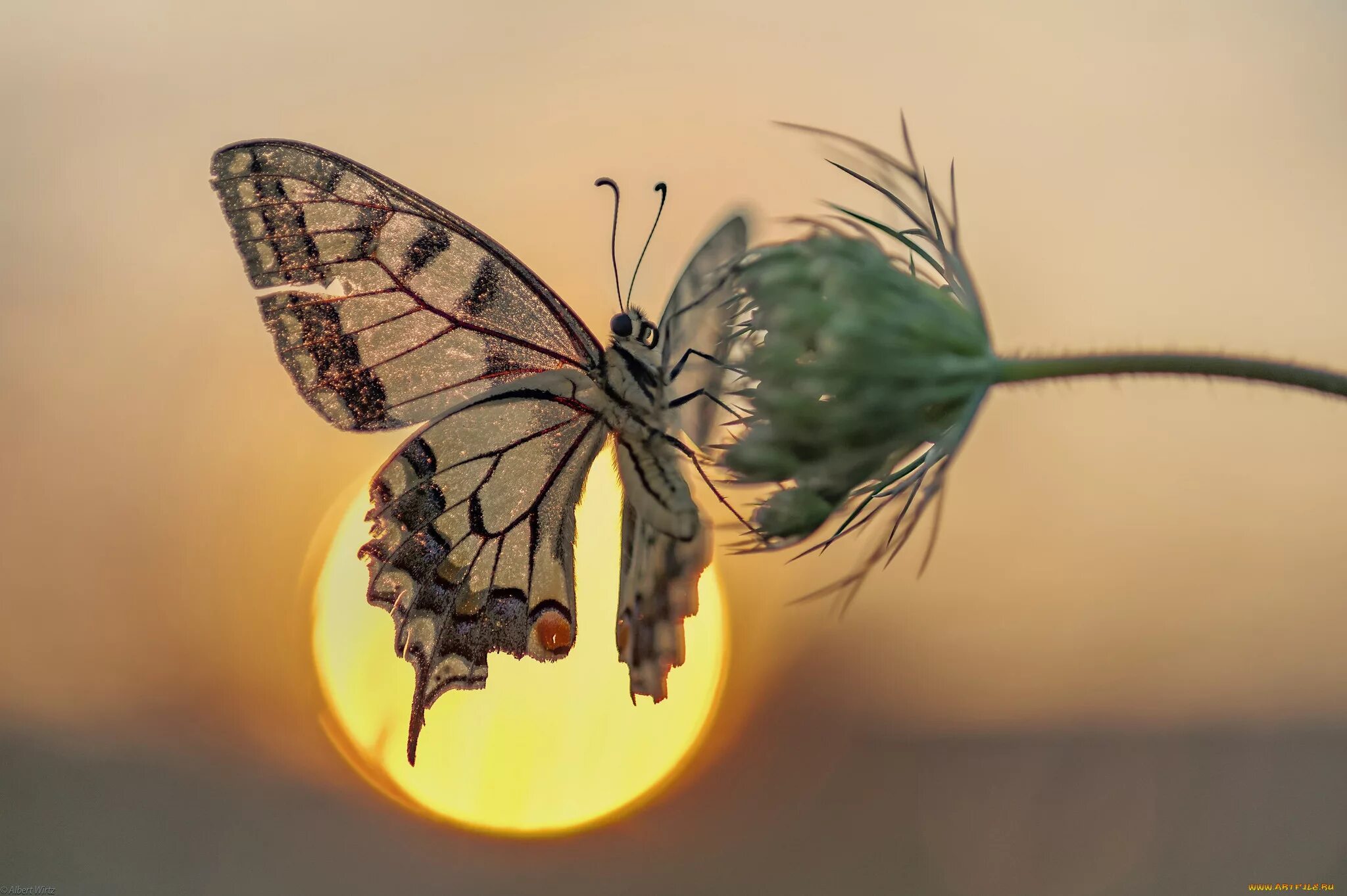 Доброго дня философское. Красивый мотылек. Бабочки в природе. Счастье бабочки. Красивые жизненные картинки.