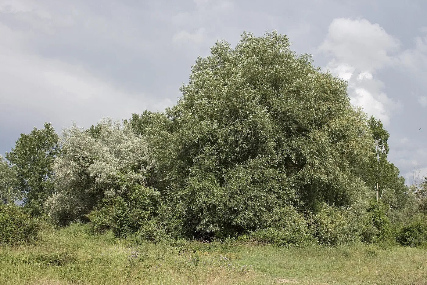 Ива возраст. Ива белая (salix alba). груша иволистная пендула. ива серебристая или белая (salix alba). ива козья (ветла)..