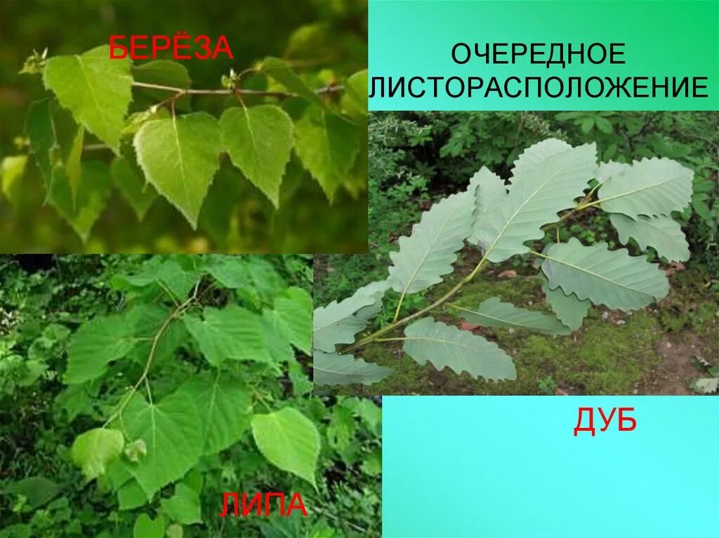 Лист расположения березы. Листорасположение липы супротивное. листорасположение у липы биология. листорасположение дуба. листорасположение липы.
