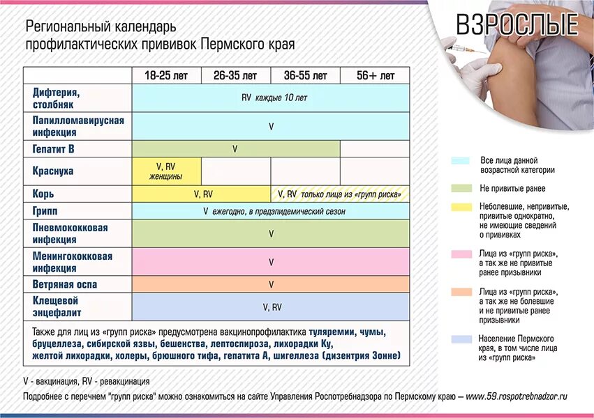 Национальный календарь прививок Пермь. Календарь прививок для взрослых. Календарь профилактических прививок для взрослых. Таблица плановых прививок для взрослых. Со скольки можно ставить прививку