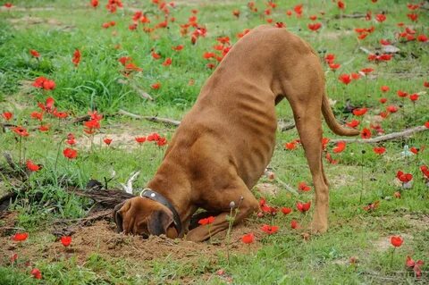 Dog hole