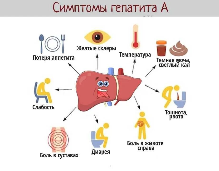 Ранние стадии печени. Основные клинические симптомы гепатита в. Основные клинические симптомы гепатита б. Болезнь печени гепатит б симптомы. Инфекция вирусного гепатита симптомы.