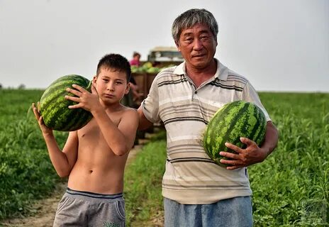 Хочу дыню