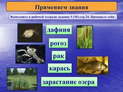 Продуценты водоема
