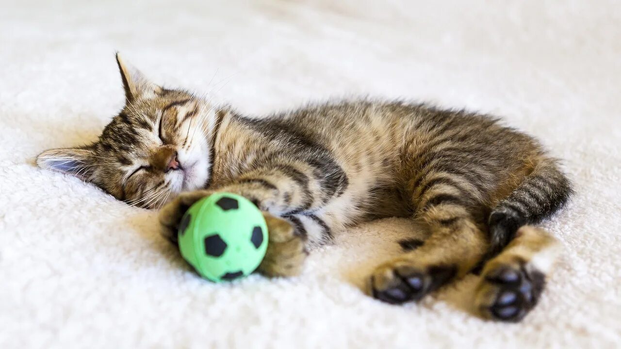 Котики любят играть