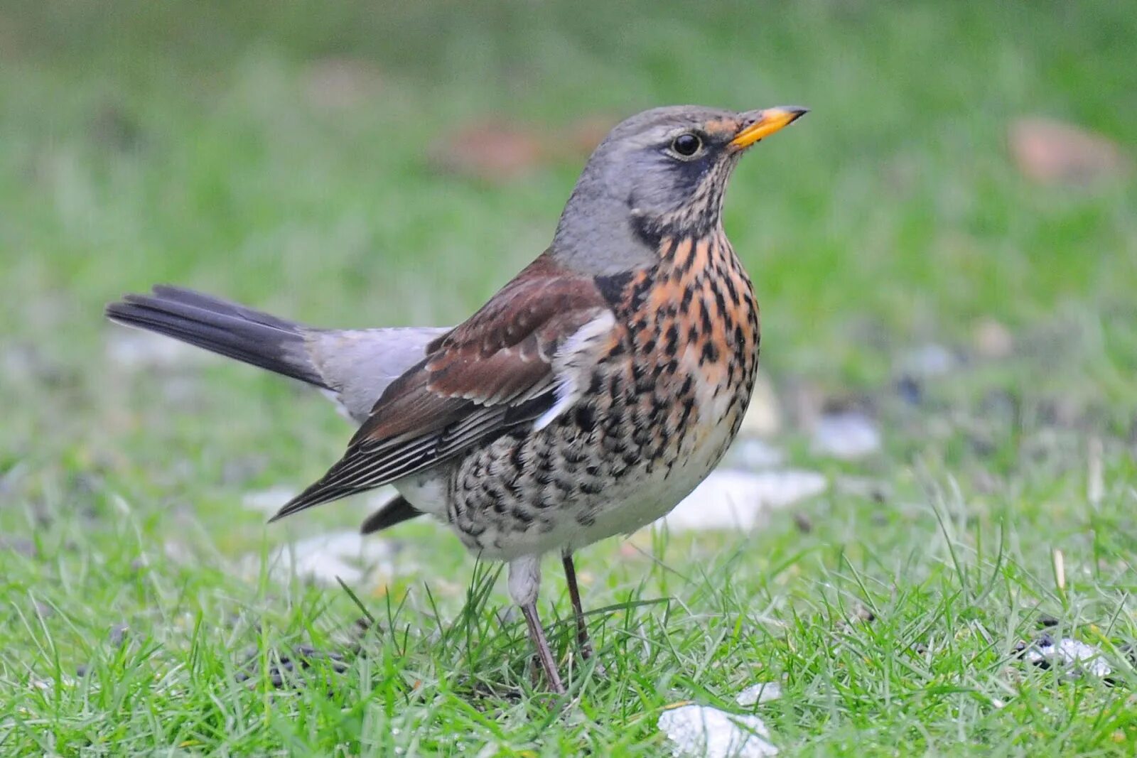 Дрозд рябинник ареал. Певчие птицы Москвы и Подмосковья. Turdus celaenops. Серая птица Подмосковья.