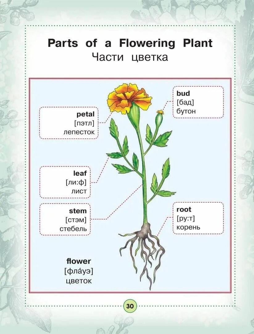 Plants english. Части растения на английском. Название частей растения. Части цветочного растения. Части цветка на английском.