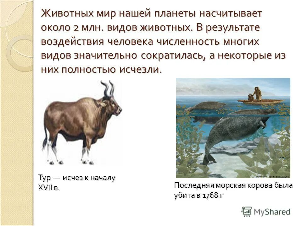 При зоогенных влияниях кто их осуществляет. Охрана природы и животных. При зоогенных влияниях кто их осуществляет. Абиотический фактор для белки. Влияние животного мира на биосферу.