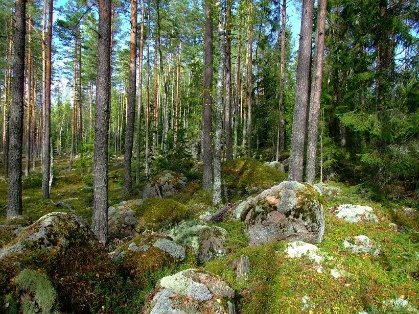 Карельский перешеек границы на карте. Карелия шхеры ладожского озера. Присущую карельскому перешейку редкую. Присущую карельскому перешейку редкую. Противотанковые надолбы линии маннергейма.