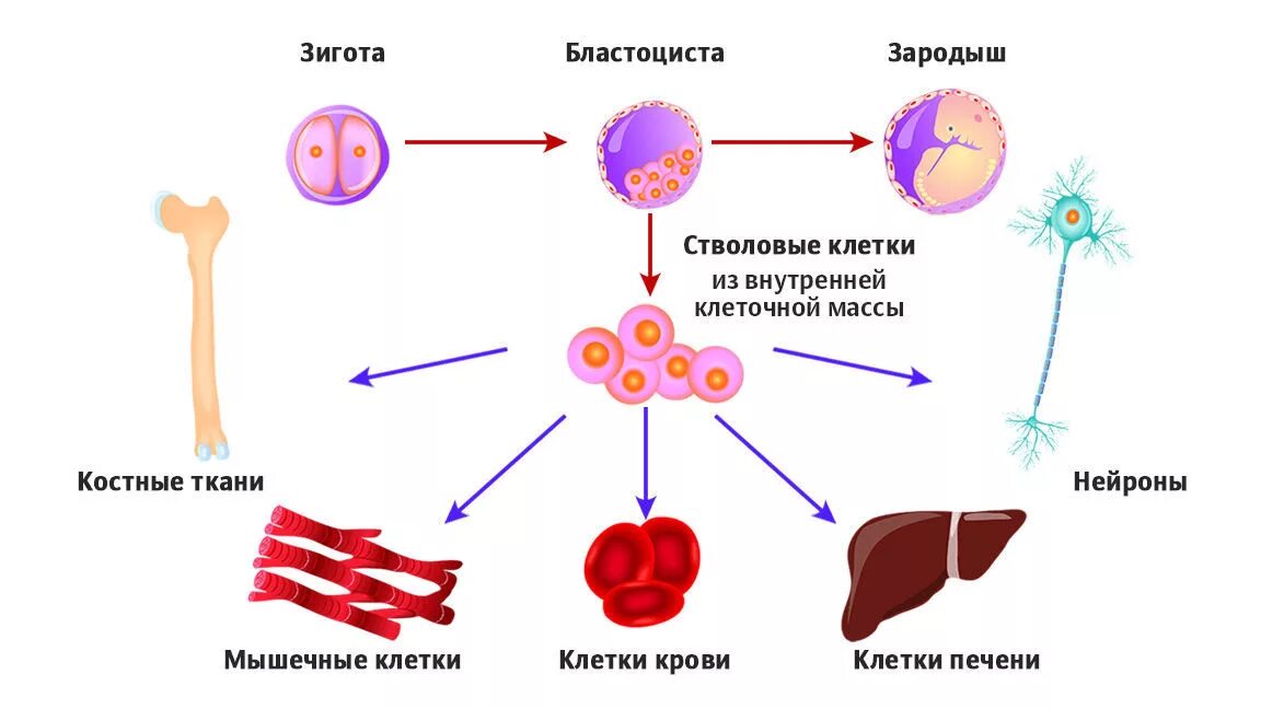 Дифференцировка животных. Процесс возникновения стволовых клеток. эмбриональные стволовые клетки дифференцировка. стволовые клетки эмбрионального типа. плюрипотентные стволовые клетки крови.
