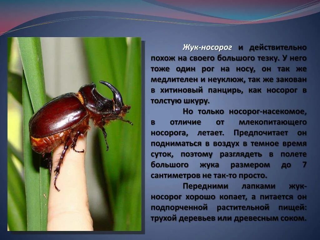 Насекомые получили свое название