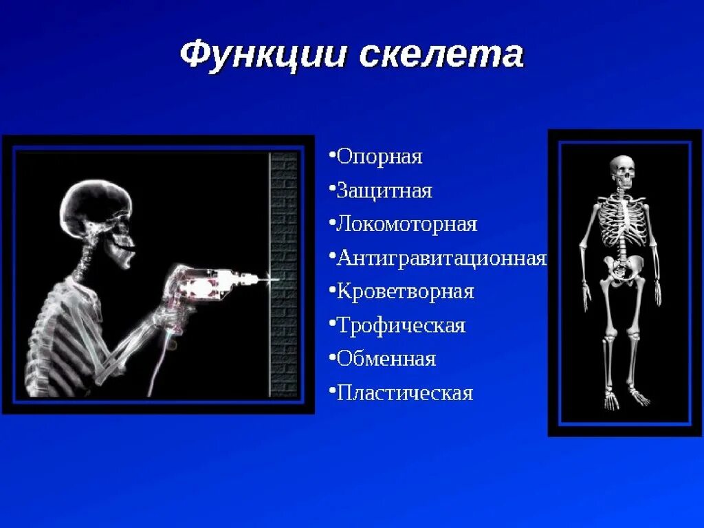 Защитная функция скелета. Функции скелета. Локомоторная функция скелета. Скелет выполняет функции.