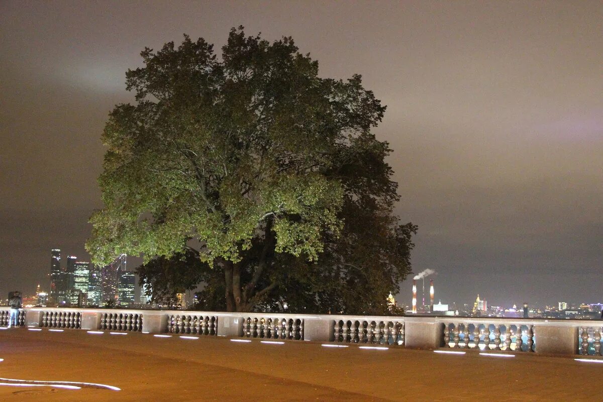 воробьёвы горы бригада. воробьевы горы снимали бригаду. саша белый воробьевы горы. бригада на воробьевых горах. бригада дерево воробьевы.