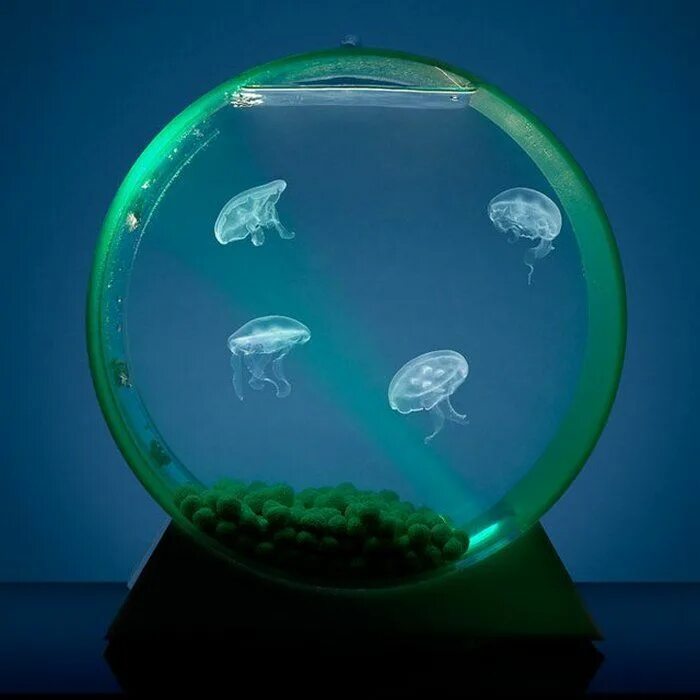 Аквариум наблюдать. Аквариум led desktop Jellyfish Tank. Аквариумные медузы. Аквариум с медузами Orbit 20. Аквариум с медузами.