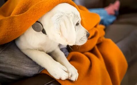 Pets tech
