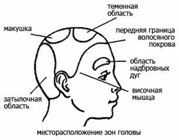 Значение темени