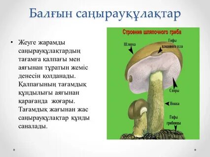 Дәрігер секс ойындары