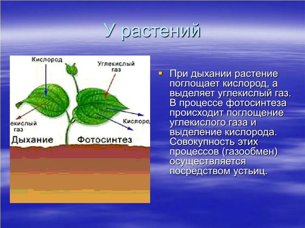 Растения поглощают кислород и выделяют углекислый ГАЗ В процессе. Растения поглощают кислород и выделяют. Процесс дыхания растений. Поглощение кислорода и выделение углекислого газа.