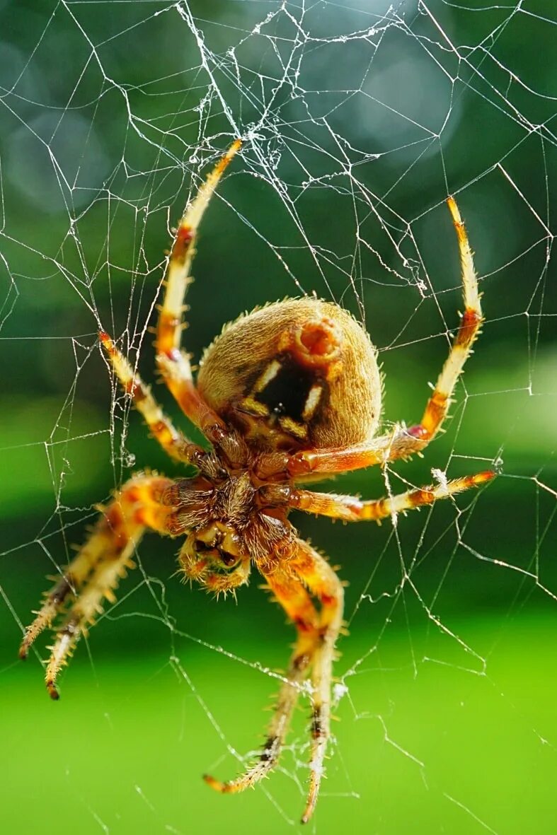 Пауки в Новосибирске. Паук в саду. Иллинойс паук. Паук картина. Spiders pictures