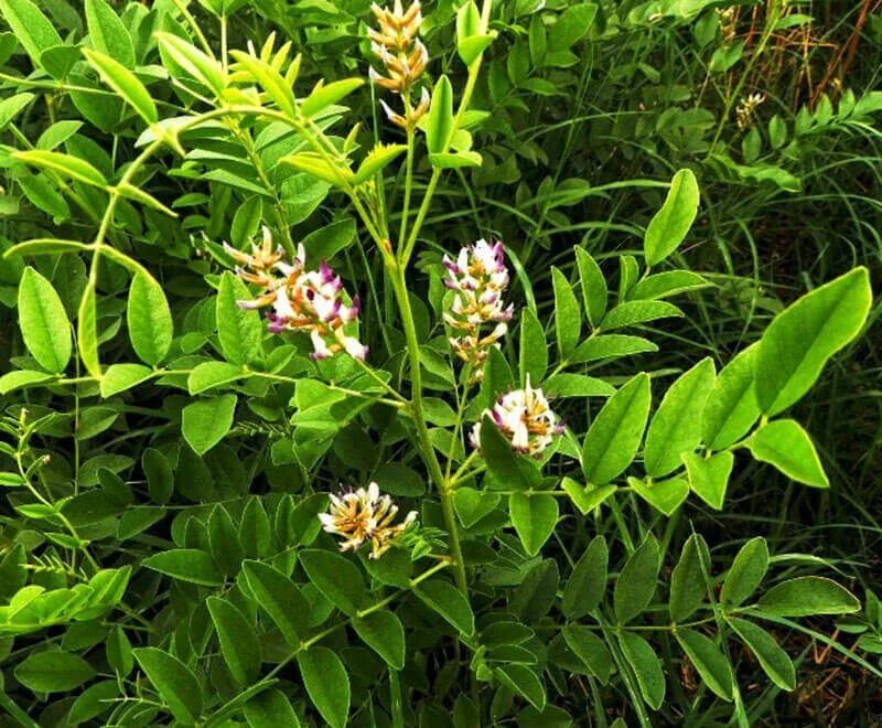 Glycyrrhiza glabra. Лакрица Солодка. Солодка обыкновенная. Лакрица растение