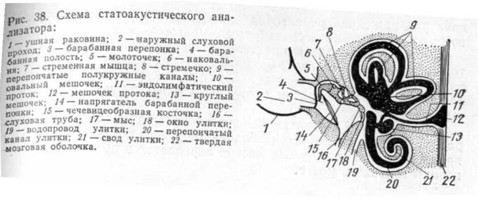 Строение статоакустического анализатора. Строение слухового анализатора животных. Анатомия животных строение слухового анализатора. Слуховой анализатор строение животного.