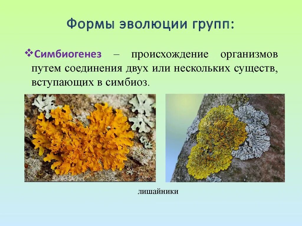 Формы эволюции. Формы эволюции групп организмов. Лишайник это симбиоз. Симбиоз лишайников.
