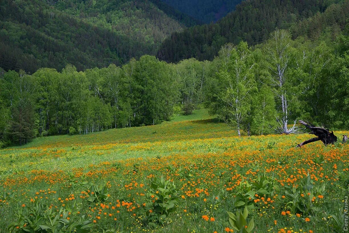 Алтай Горная Шория Алтайский край. Луга Алтайского края. Алтайский край лето. Поляна Изекерю Алтай. Каким будет лето в алтайском крае