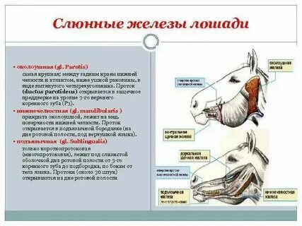 Функции железа у животных