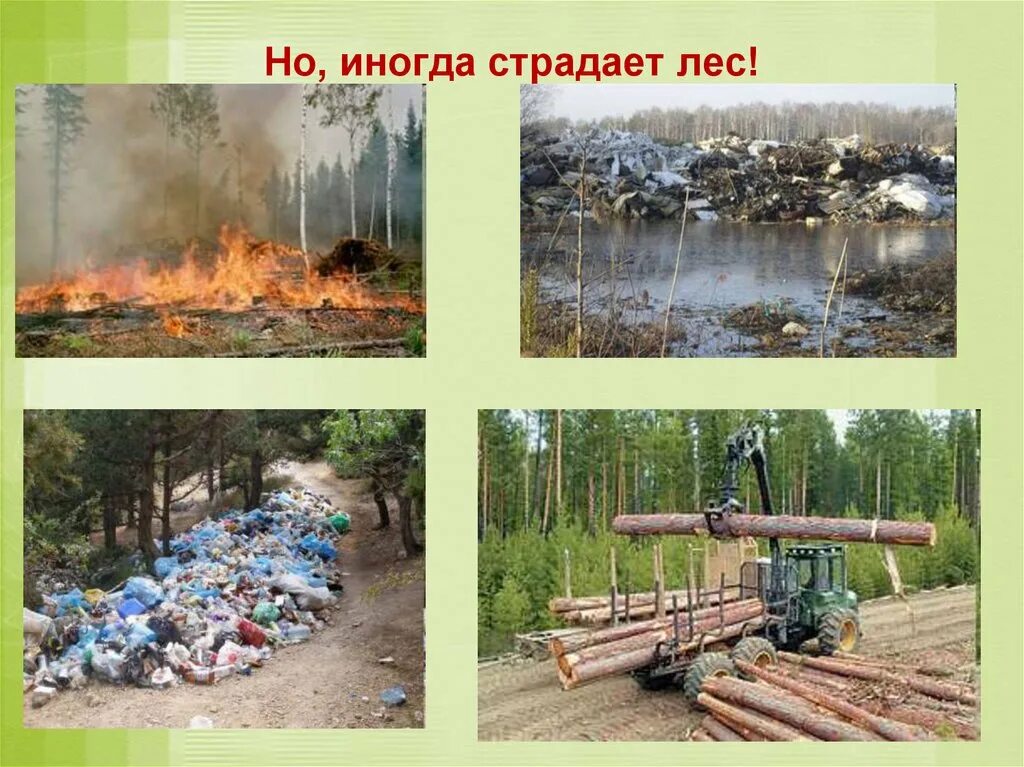 Влияние человека на растительные сообщества. Положительное влияние деятельности человека на лес. Влияние человека на растительность. Влияние человека на сообщество. Деструктивное воздействие человека на природу.