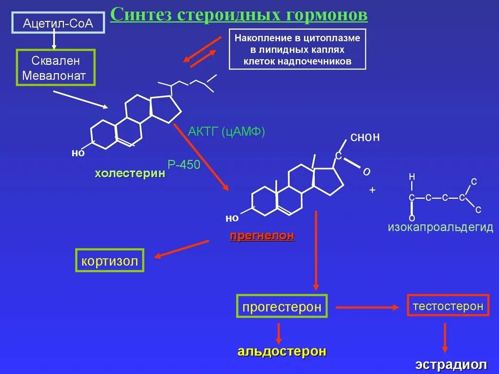 Схема синтеза стероидных гормонов. Синтез гормонов надпочечников биохимия. Синтез стероидных гормонов биохимия. Общая схема синтеза стероидных гормонов.