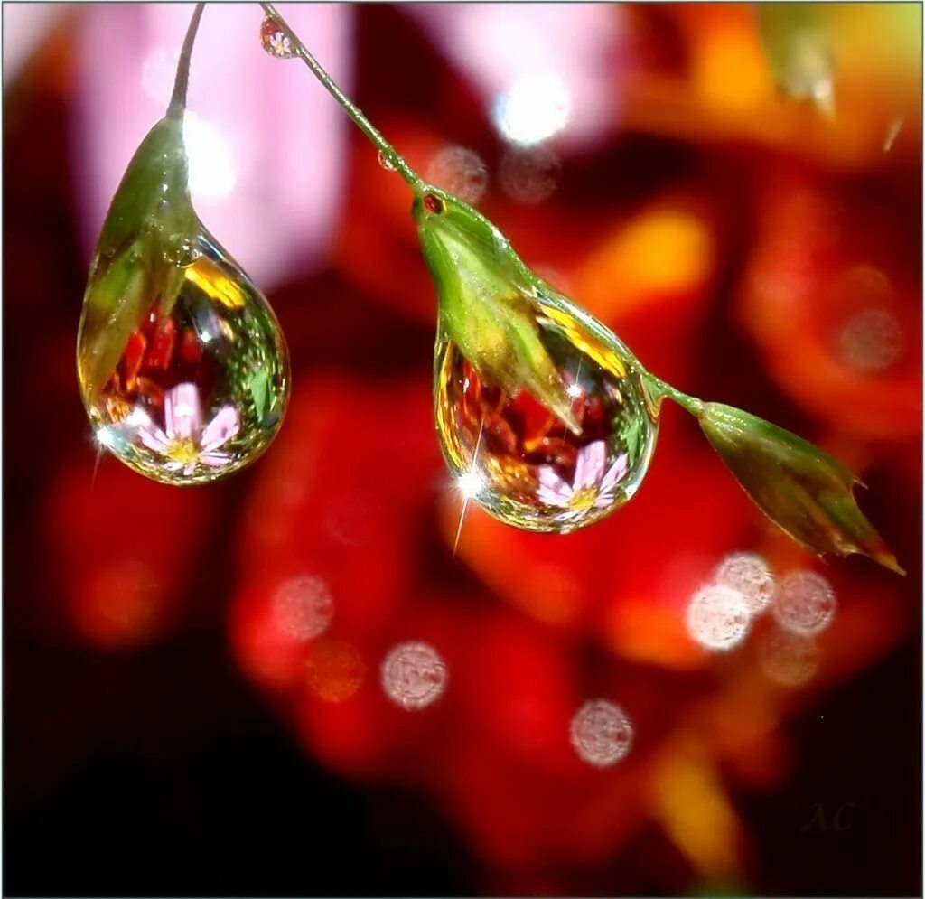 капельку минута. капля росы падает в воду. капелька удачи. капелька добра. капельку минута.