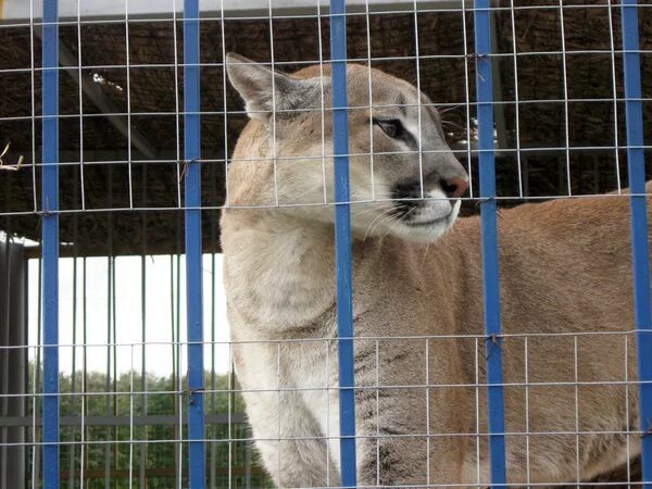 Зоопарк старый оскол режим работы. Старооскольский зоопарк старый Оскол. Животные зоопарка старый Оскол. Животные в Старооскольском зоопарке.