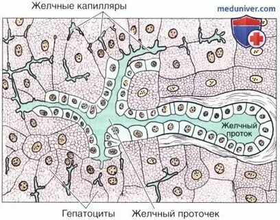 Желчные капилляры печени