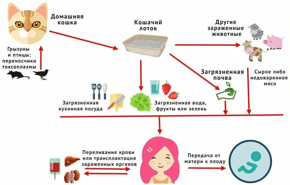 Заболевания передающиеся от кошек. Врожденный токсоплазмоз патогенез. Токсоплазмоз пути заражения. Способы заражения токсоплазмозом. Токсоплазмоз пути передачи инфекции.