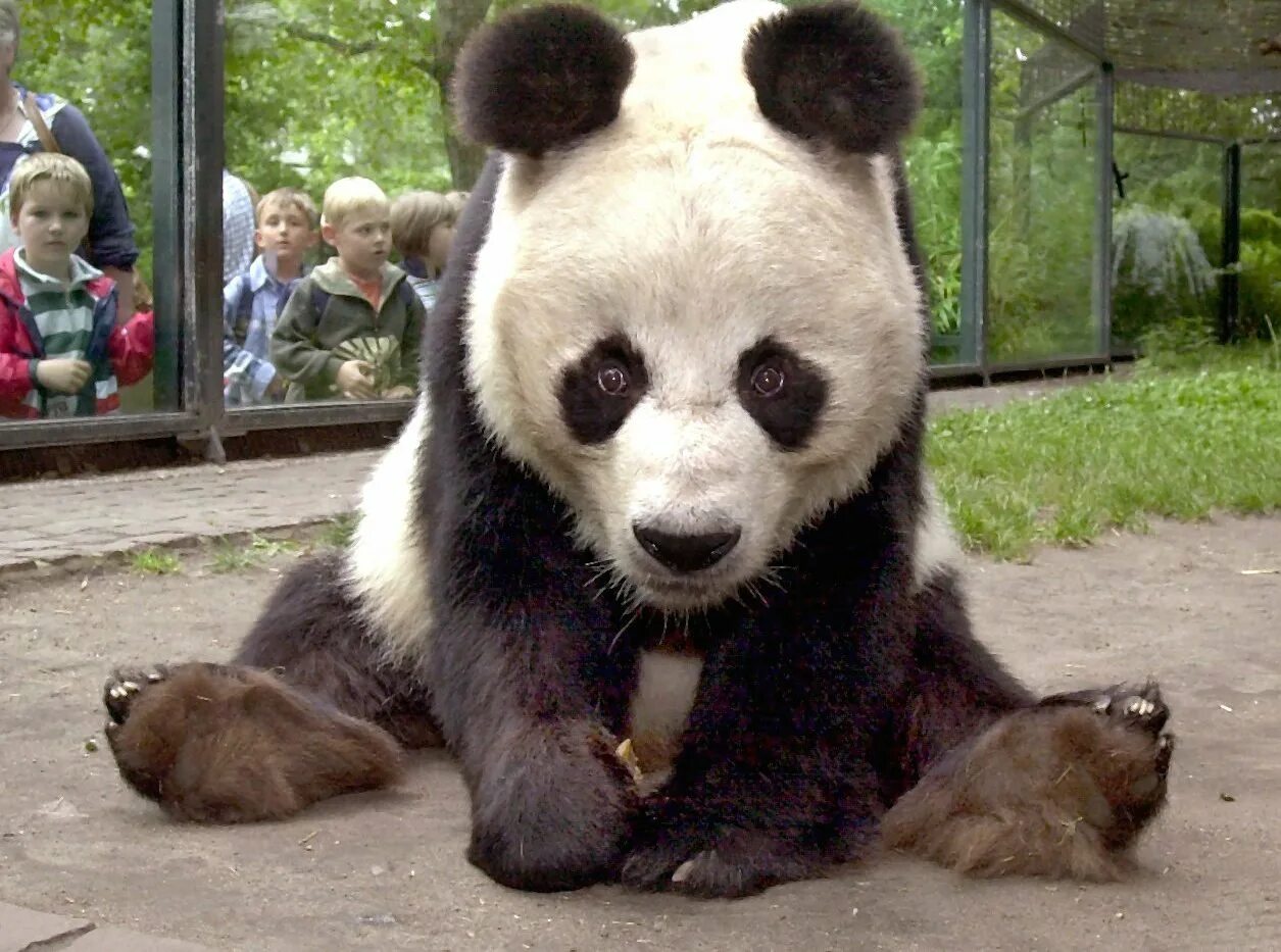 Панда Бао Бао. Панду баобао. Берлинский зоопарк Панда. Самая большая Панда в мире.