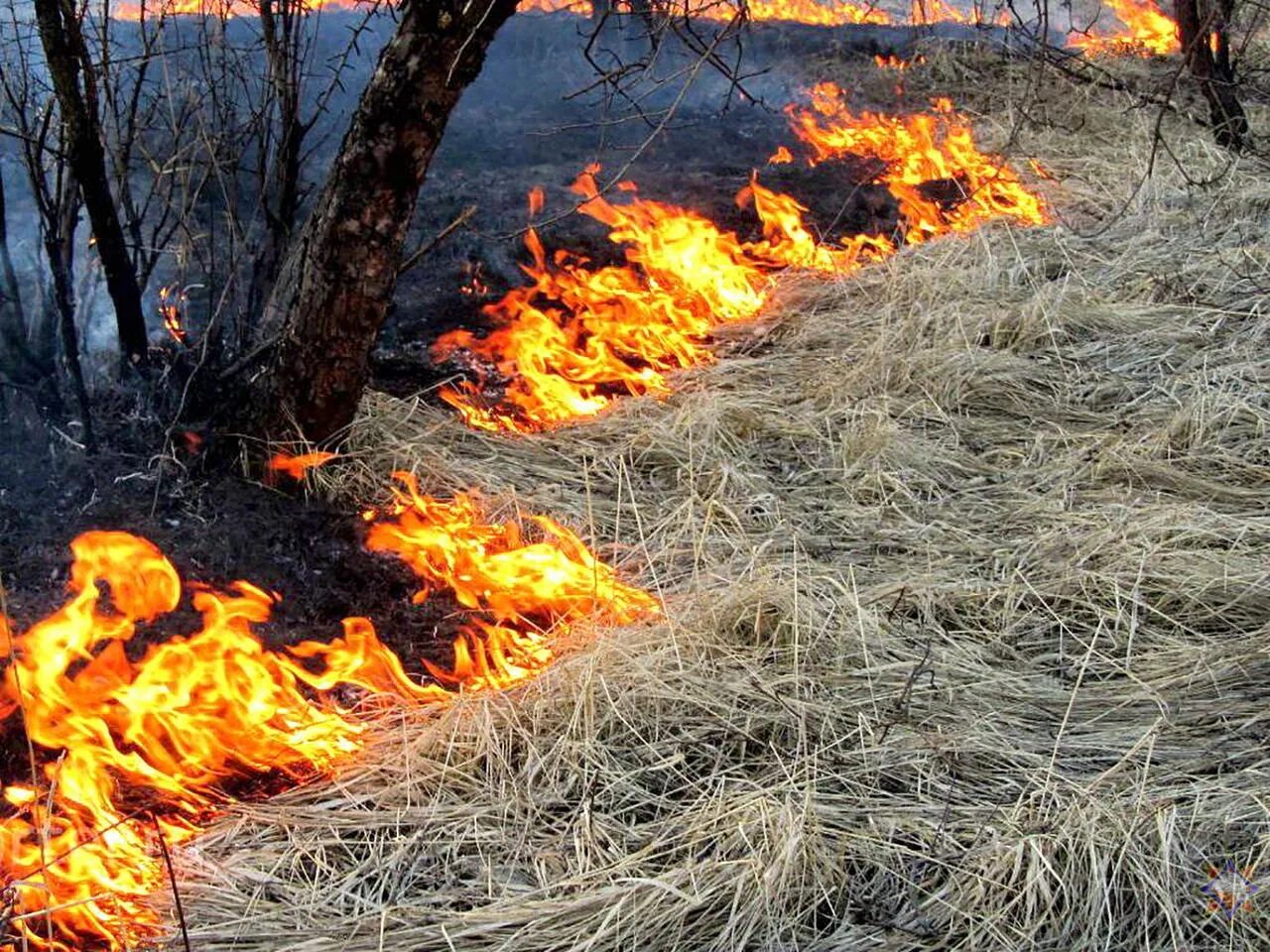 Горит сухая трава. Пожар травы. Сжигание сухой травы. Возгорание сухой травы.