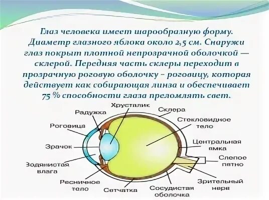 Презентация глаз как оптическая система 9 класс