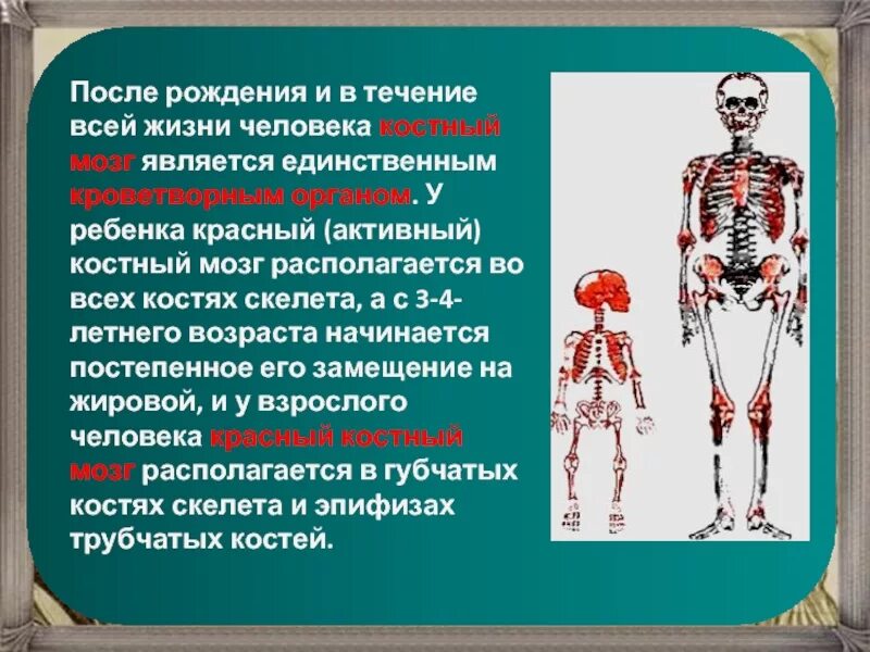 Костный мозг в скелете человека.